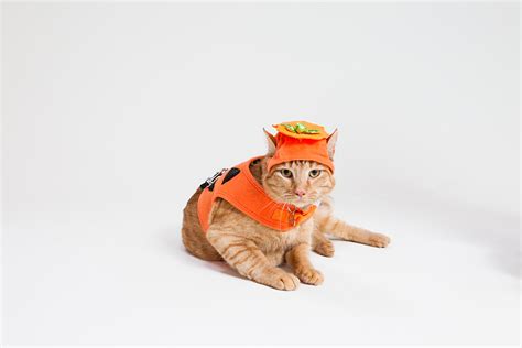 Orange Cat In Pumpkin Costume View This Image On Our Site Flickr