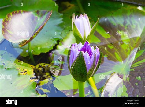 Purple Lotus Flower In Pond Stock Photo Alamy