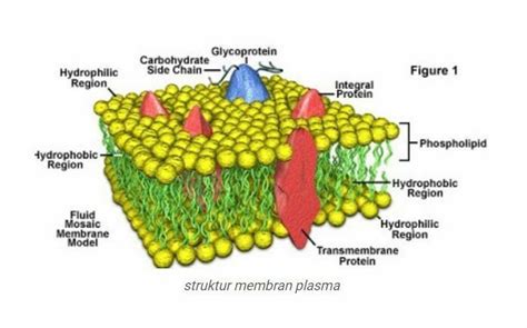 Struktur Dan Fungsi Membran Plasma Jurnal