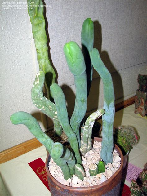At the cactus & succulent society show & sale. PlantFiles Pictures: Echinopsis Species (Echinopsis ...