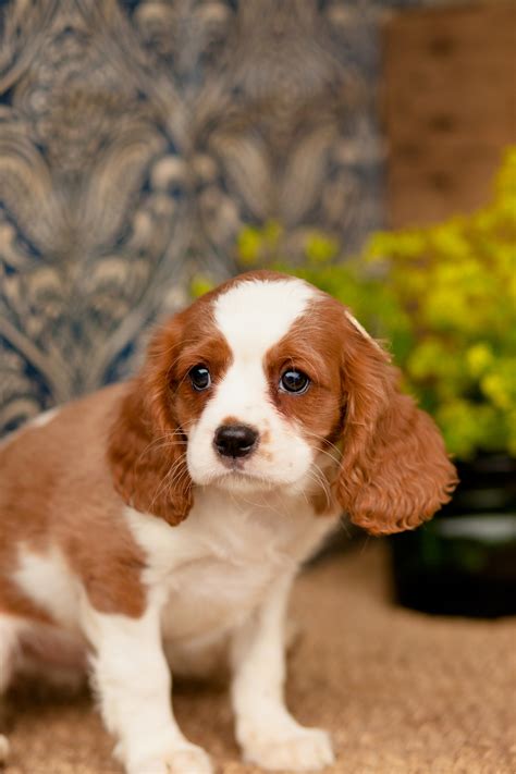 The cavalier king charles spaniel is an eager, affectionate and happy dog, always seeming to be wagging its tail. Cavalier King Charles Spaniel - Kellys Kennels