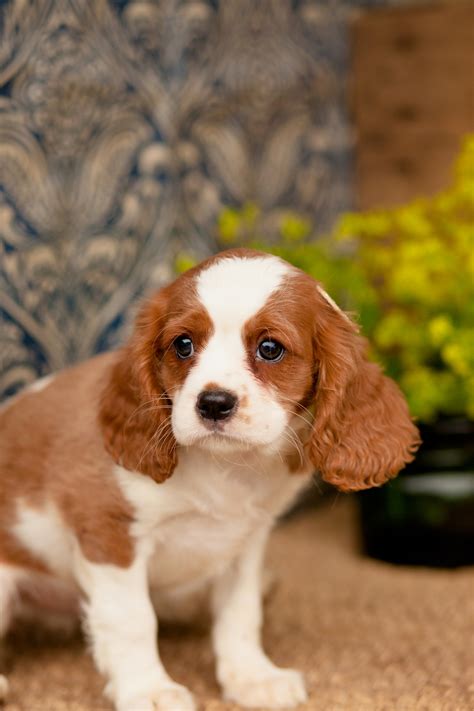In 1903, the kennel club combined four separate toy spaniel breeds under this single. Cavalier King Charles Spaniel - Kellys Kennels