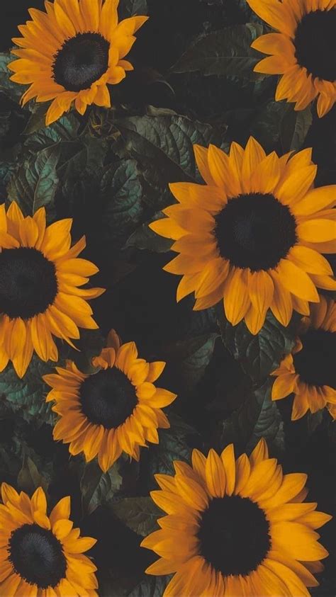 Girasoles Tumblr Wallpaper Girasol Girasoles Sunflower Sunflowers