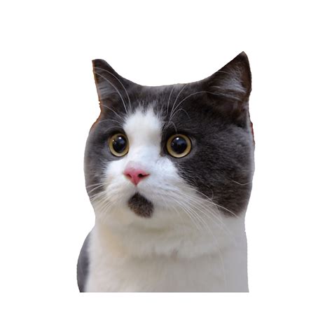 Funny Cat Face Png