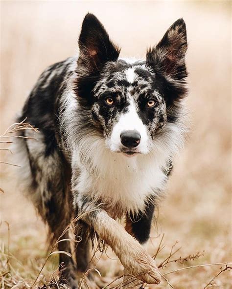 Such A Beautiful Border Collie Collie Dog Border Collie Dog Dogs