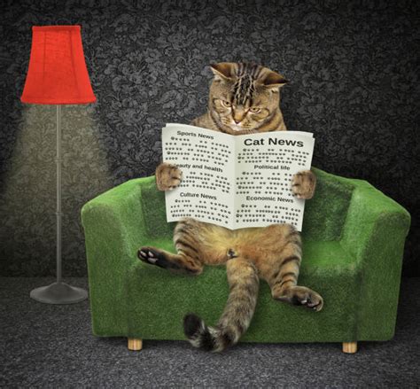 140 Cat Reading Newspaper Pictures Stock Photos Pictures And Royalty