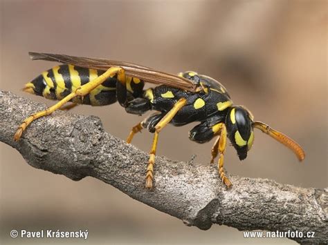 Polistes Gallicus Pictures Wasp Images Nature Wildlife Photos