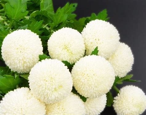 100 Rare Snowball And Goldball Chrysanthemum Mix Flower Etsy