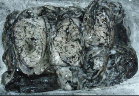 Cuttle Fish At Best Price In Veraval Gujarat Jamadar Exports