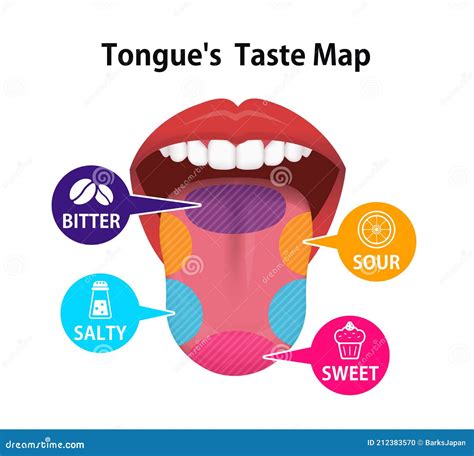 Taste Areas Of Human Tongue Vector Illustration Stock Vector