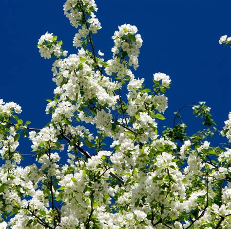 Apple Flowers Apple Blossom In The Sunshine Over Natural Green