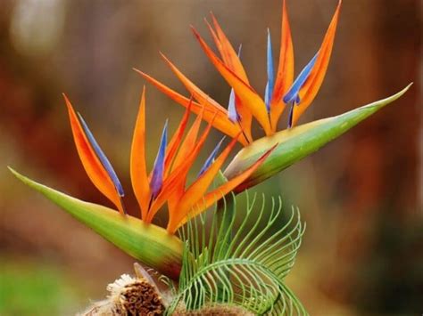 Bird Of Paradise Flower Strelitzia Types How To Grow And Care