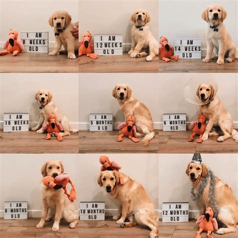 Raising Your Golden Retriever Puppy To Adulthood Weight Growth Chart