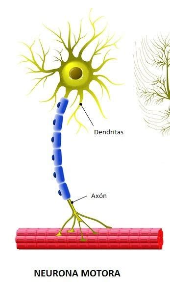 Neuronas Motoras