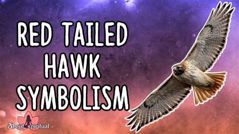Red Tailed Hawk Symbolism Youtube