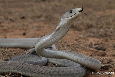 Black mamba ii is due for official release on october 3rd, 2019 into a lot of music stores and mailorders through the label gmr records. True facts about the Black Mamba - African Snakebite Institute