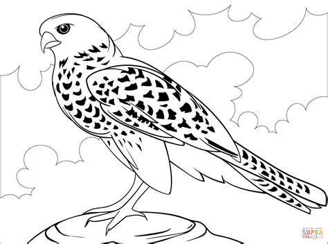 Falcon Coloring Page Free Printable Coloring Pages