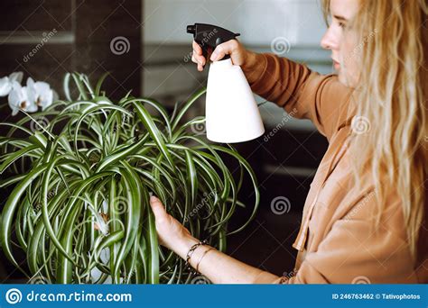 Spider Plant On Chlorophytum Comosum In Brown Pot Isolated On White