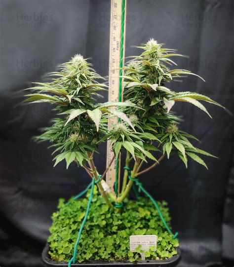 Cotton Candy Cane Feminized Seeds For Sale Herbies