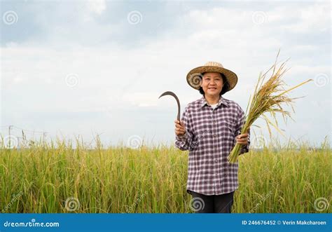 Senior Woman In Checkered Shirt Wear Hat Holding Sickle With Cut Rice In Hand A Happy Farmer Is