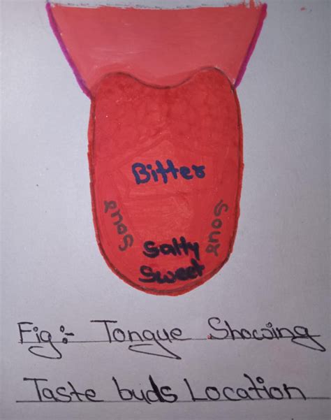 Tongue Diagram For Kids