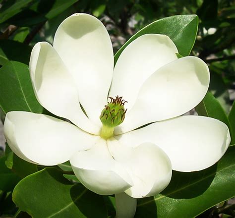 Maybe you would like to learn more about one of these? Moonglow® Sweetbay Magnolia For Sale Online | The Tree Center