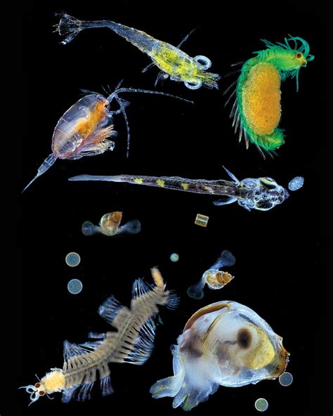 The Beauty Of Plankton In Pictures Environment The Guardian