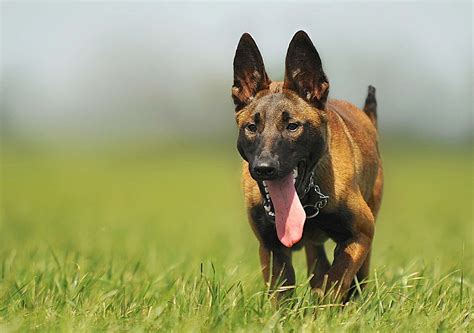 Pastor Belga Malinois Guía Completa Clínica Veterinaria Valle De Ricote