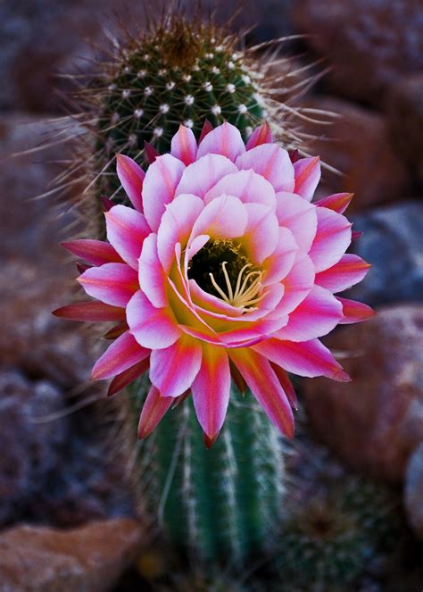 Pink Cactus Flower Flickr Photo Sharing