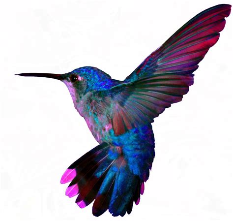 Blue And Purple In Flight Colorful Hummingbird Tattoo Hummingbird