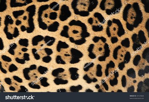 Close Up Of Jaguar Or Pantera Onca Showing Flower Pattern