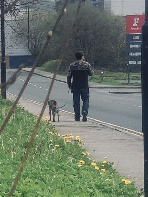 Rspca Issues Appeal After Unhappy Skinny Dog Seen In Wigan