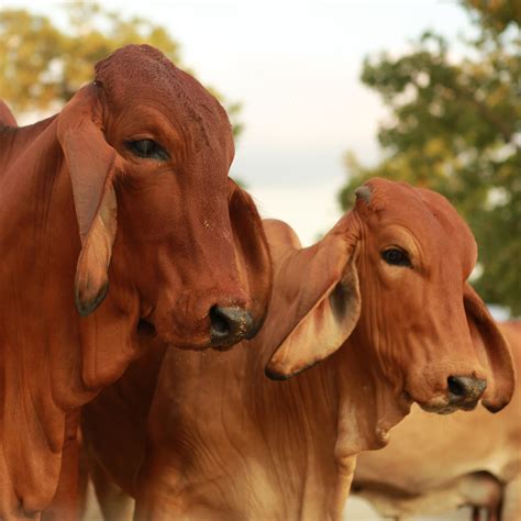 What Are Brahman Cattle