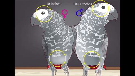 How To Tell The Sex Of Some Parrots Breeds Youtube