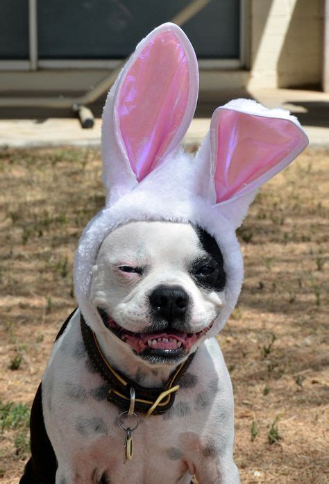 11 Best Dog Easter Costumes Ideas Easter Costume Costumes Pets