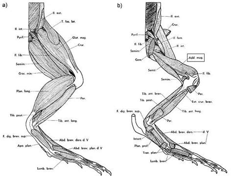 Maybe you would like to learn more about one of these? frog leg | Leg anatomy, Body sketches, Anatomy reference