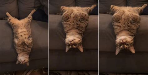 What The Cat Laying Upside Down Hanging Head Off End Of Sofa