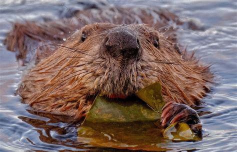 This Adorable Beavers Face Is Sure To Put A Smile On Yours The