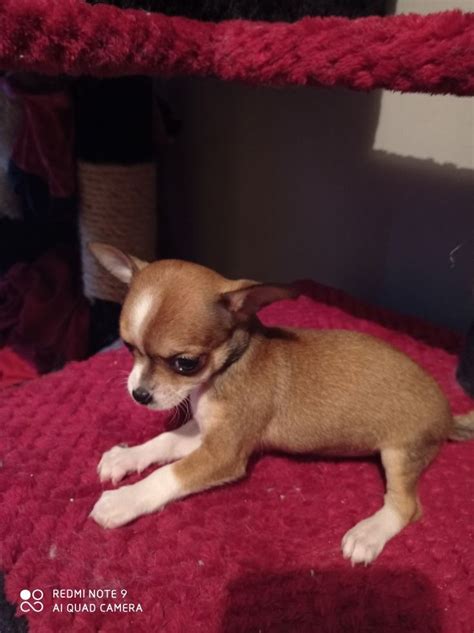🐾chihuahuas 🐾 Chihuahua Corgi Dogs