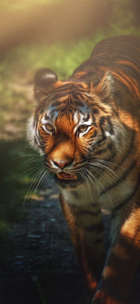 Tiger Wallpaper 4k Wild Animal Big Cat Forest