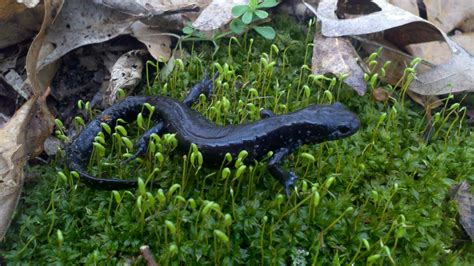 Blue Spotted Salamander Ambystoma Laterale Reptiles And Amphibians