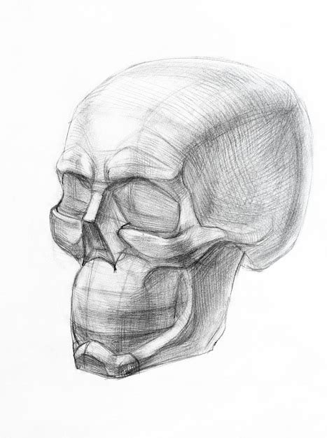 Premium Photo Shape Of Human Skull Hand Drawn By Regular Pencil