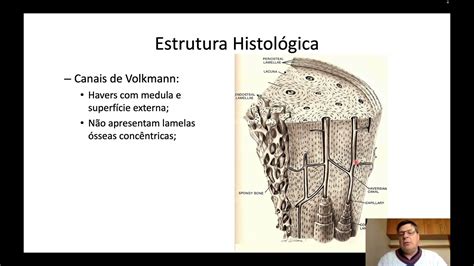 Histologia Do Tecido ósseo 02 Classificação Histológica Periósteo E