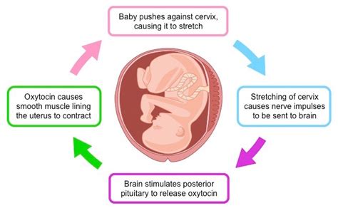 Birth Process Bioninja Pituitary Gland Progesterone Cervix Anatomy