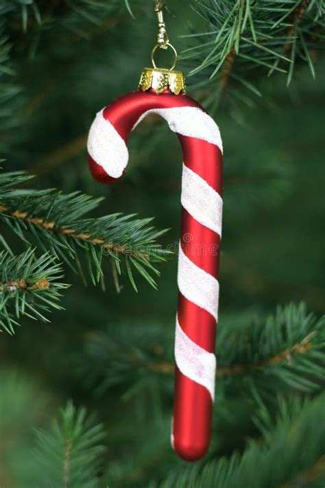 Candy Cane Hanging On A Christmas Tree Stock Photo Image Of Candy