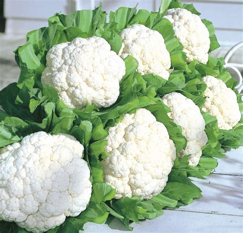 Snow Crown Cauliflower Not Treated Seedway