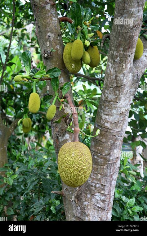 Grow Jackfruit Hi Res Stock Photography And Images Alamy
