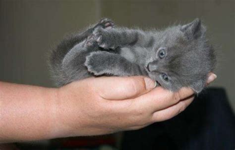 Chartreux Cat Info History Personality Kittens Diet Pictures