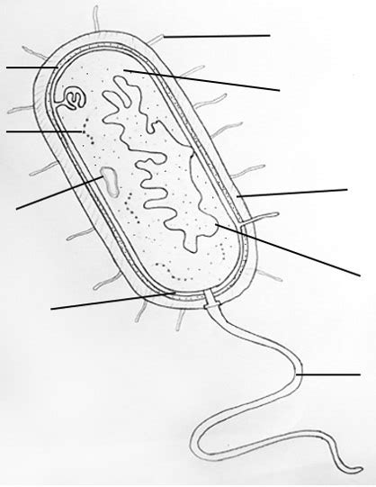 Prokaryotic Cell Structure Diagram Quizlet