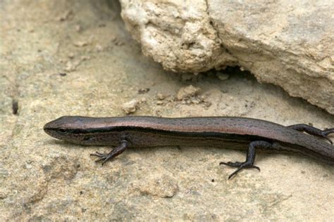 Wild Herps Little Brown Skink Scincella Lateralis